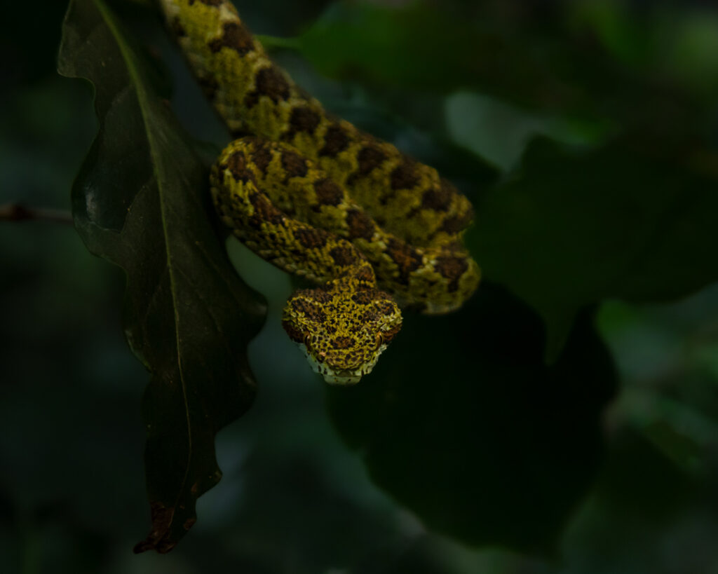Bocaraca snake