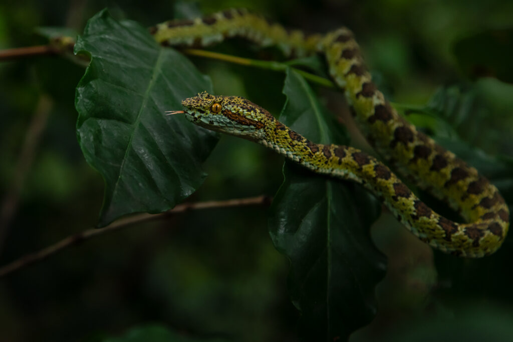Bocaraca verde 2