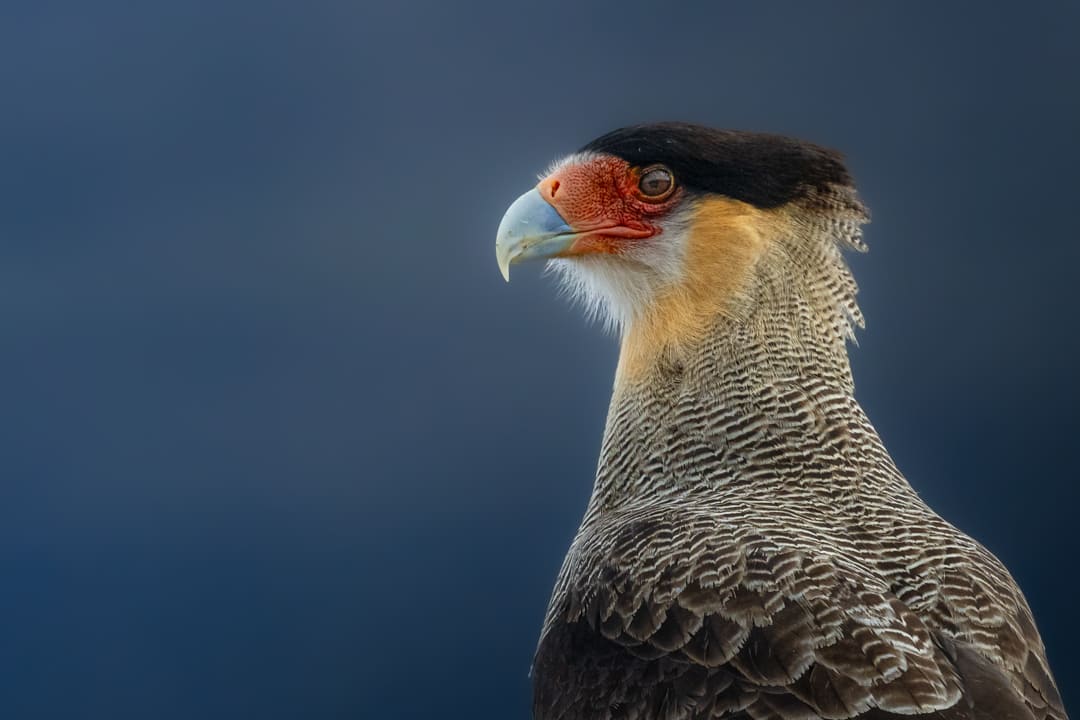 Carancho caracara