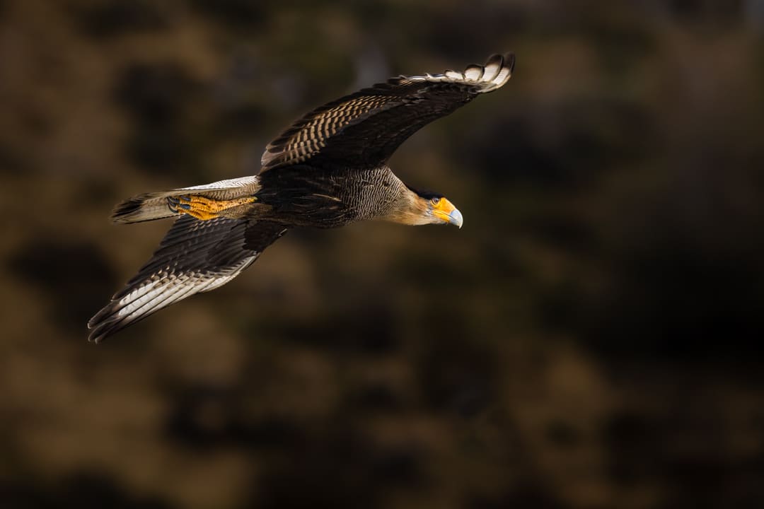 Carancho caracara