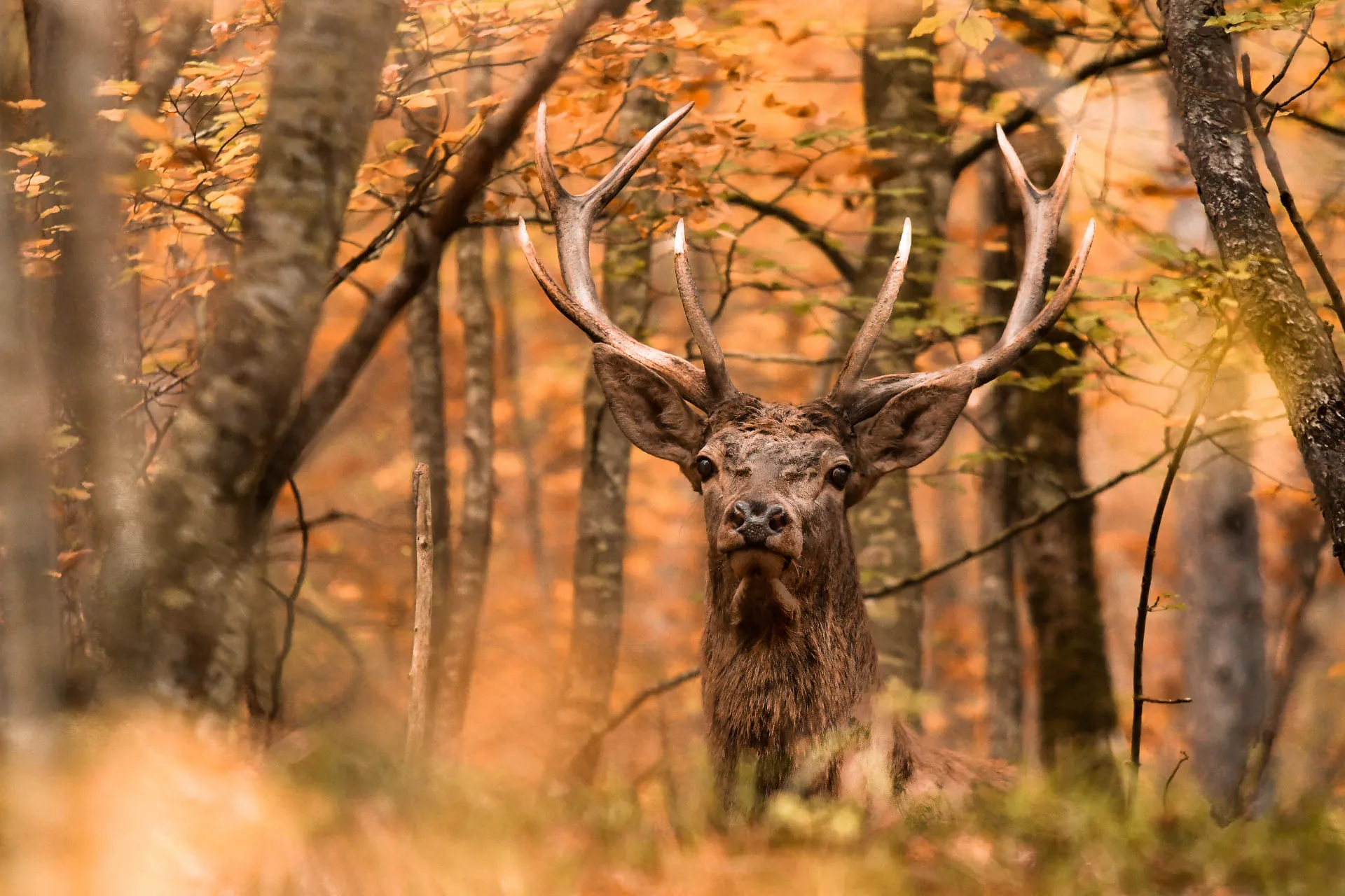 Limited Edition - Cervo nel Bosco Autunnale