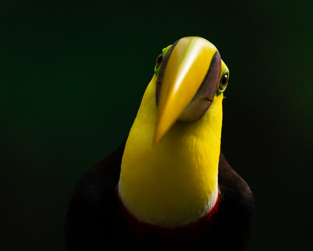 Chestnut mandibled toucan