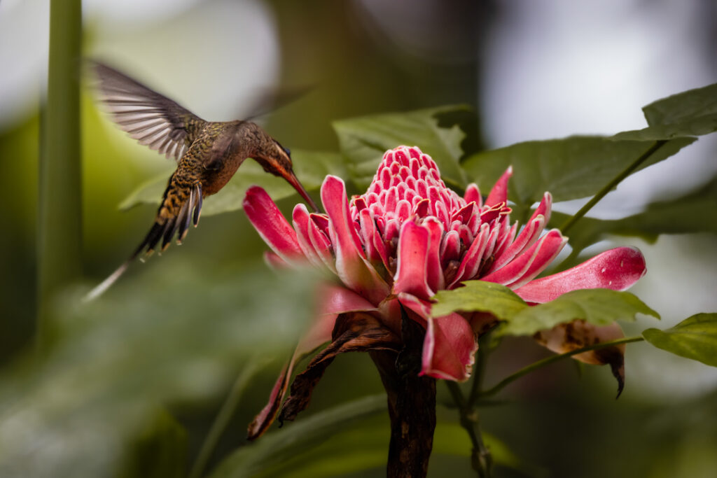 Colibri and flower