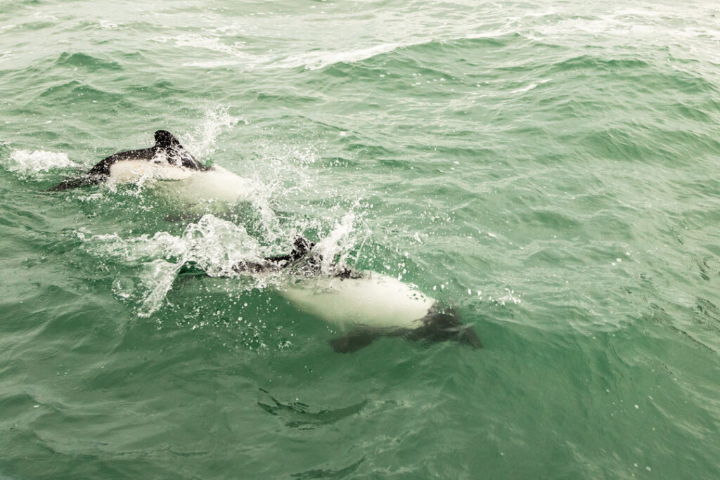 Commerson dolphin 2