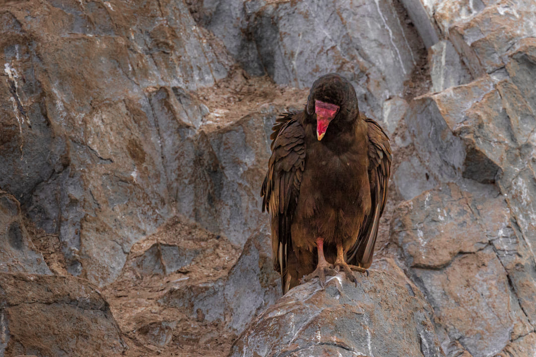 Condor