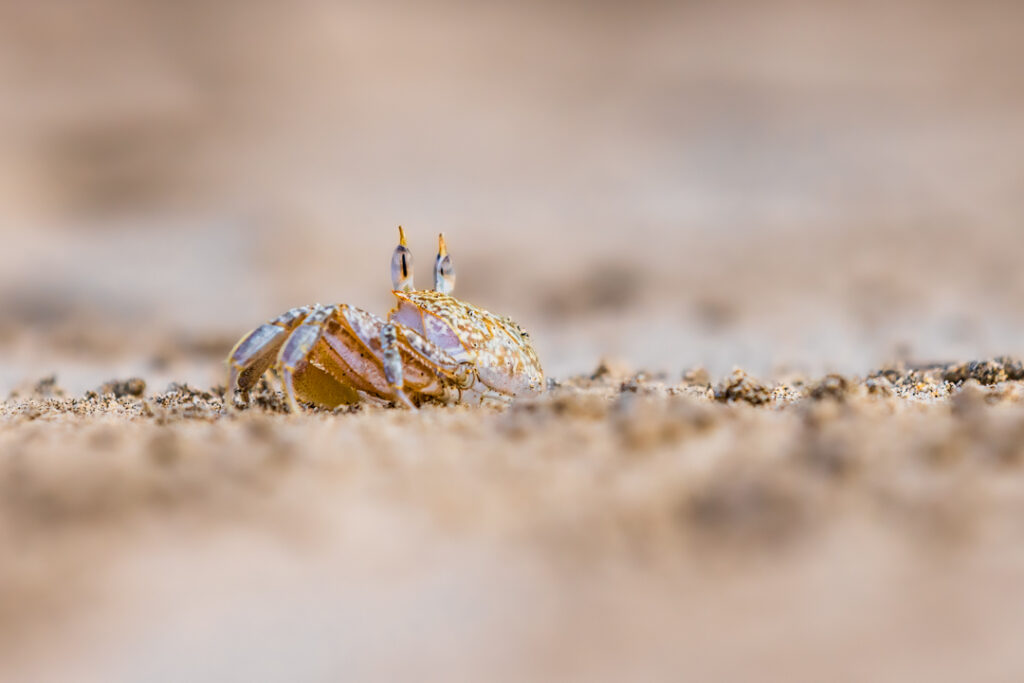 Crab digging