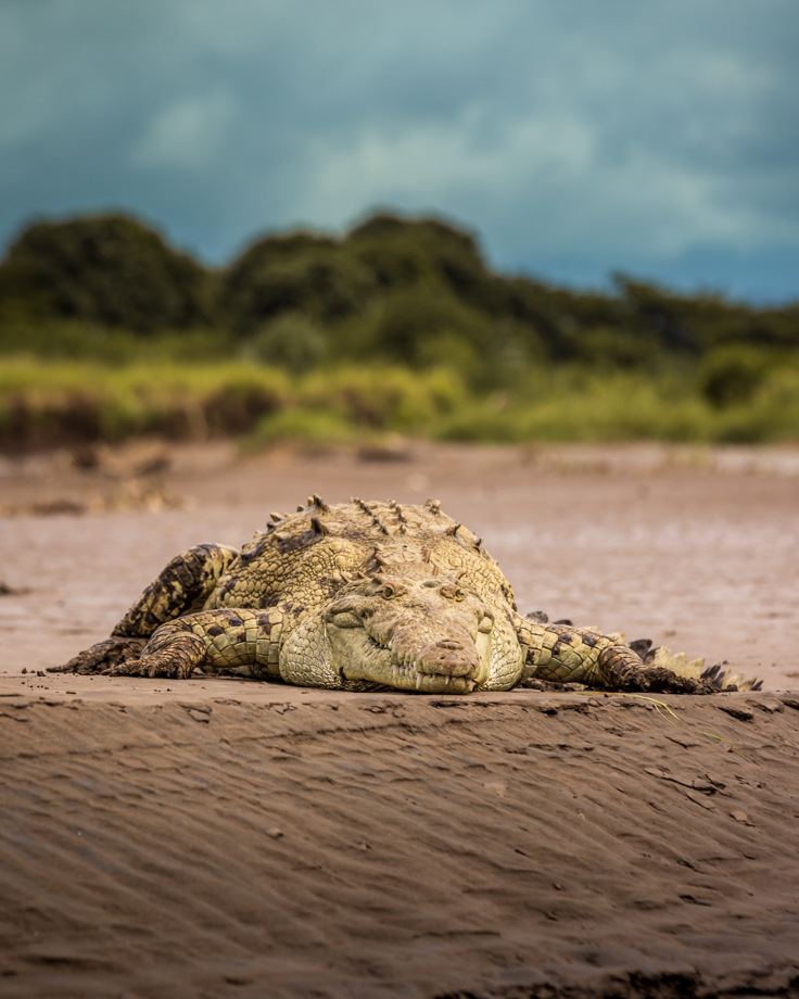 Croco