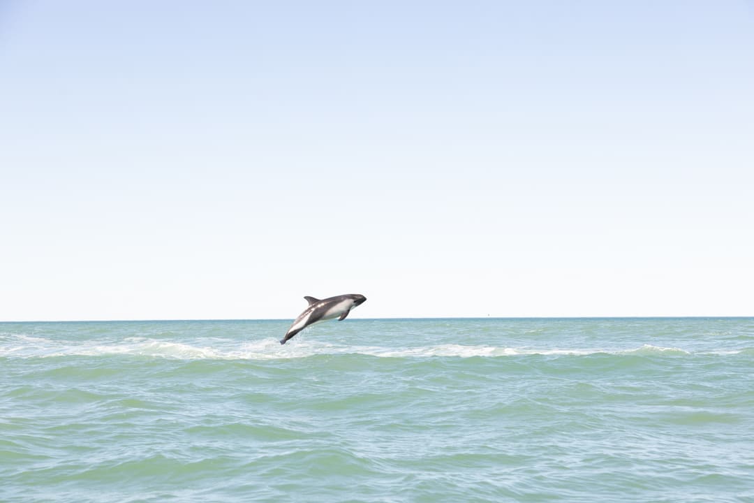 Delfino australe