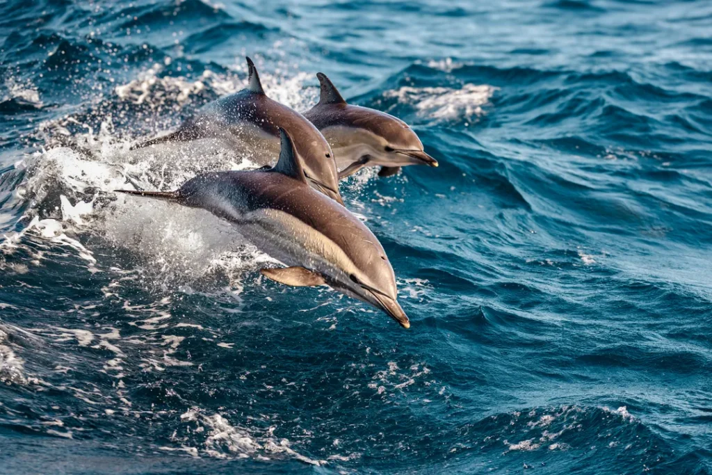 Delfino comune gruppo mare