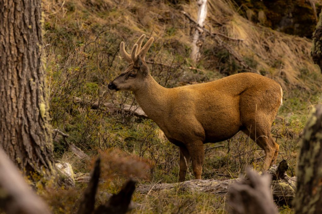 El Huemul