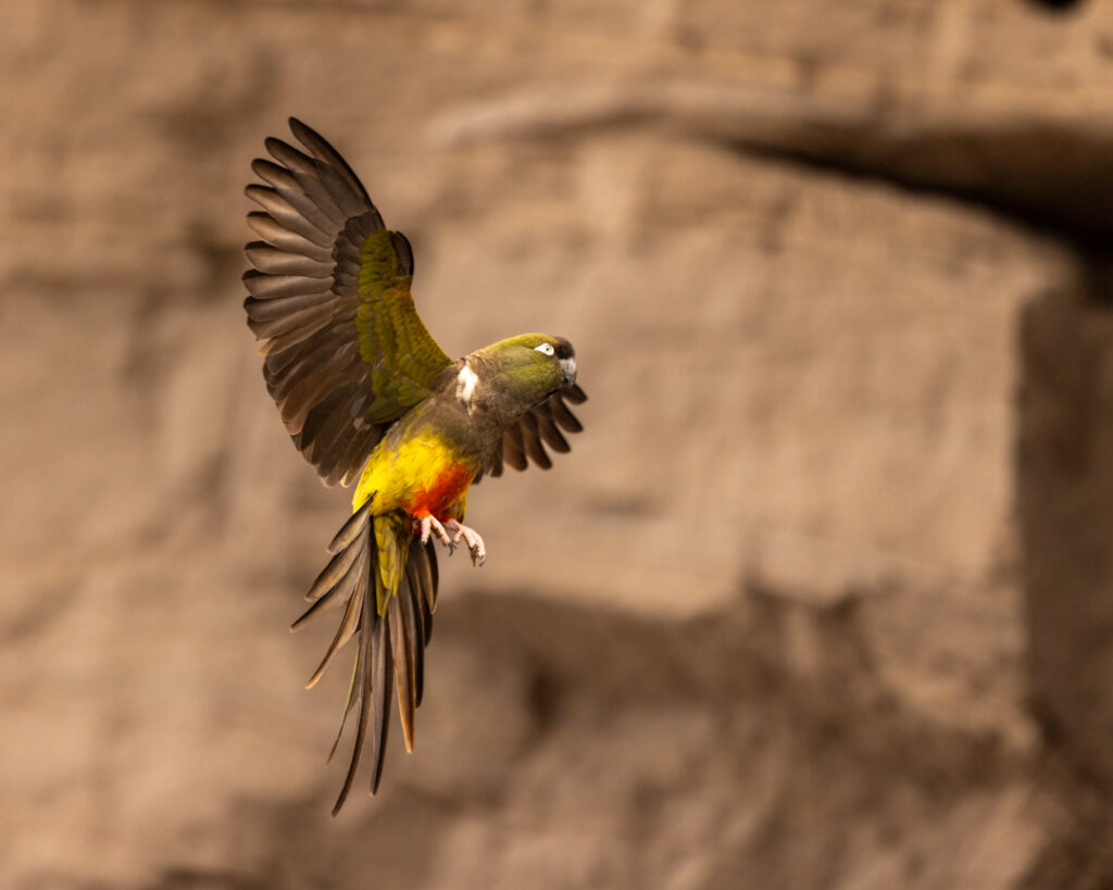 El loro barranquero