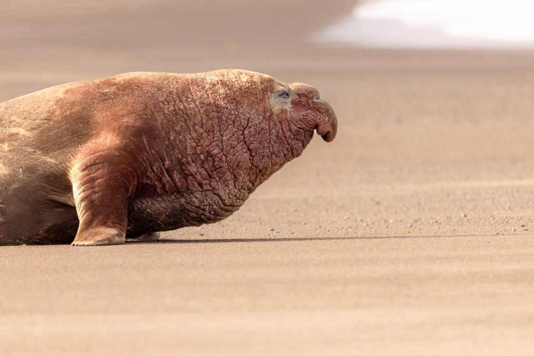 Elefante marino