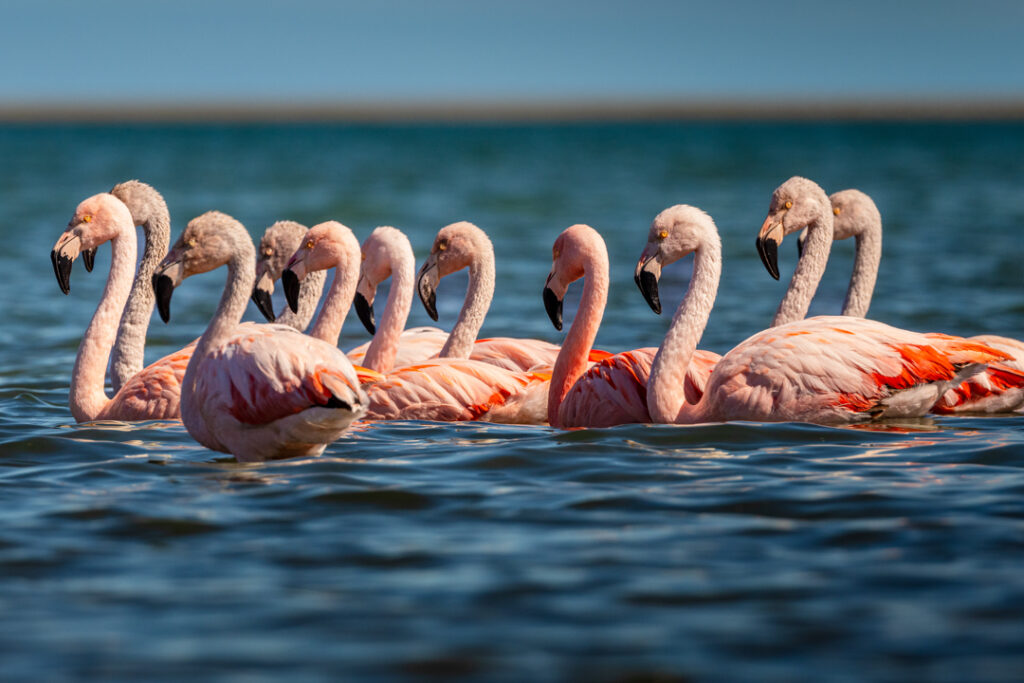 Flamingoes in the sea