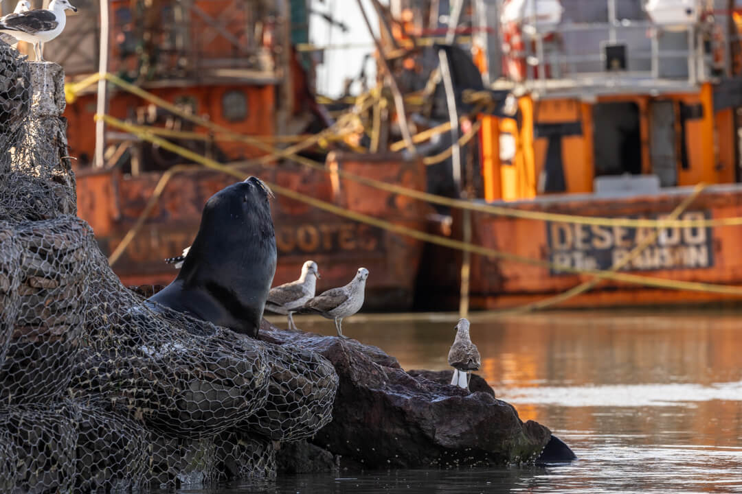 Foca e gabbiani nel porticciolo
