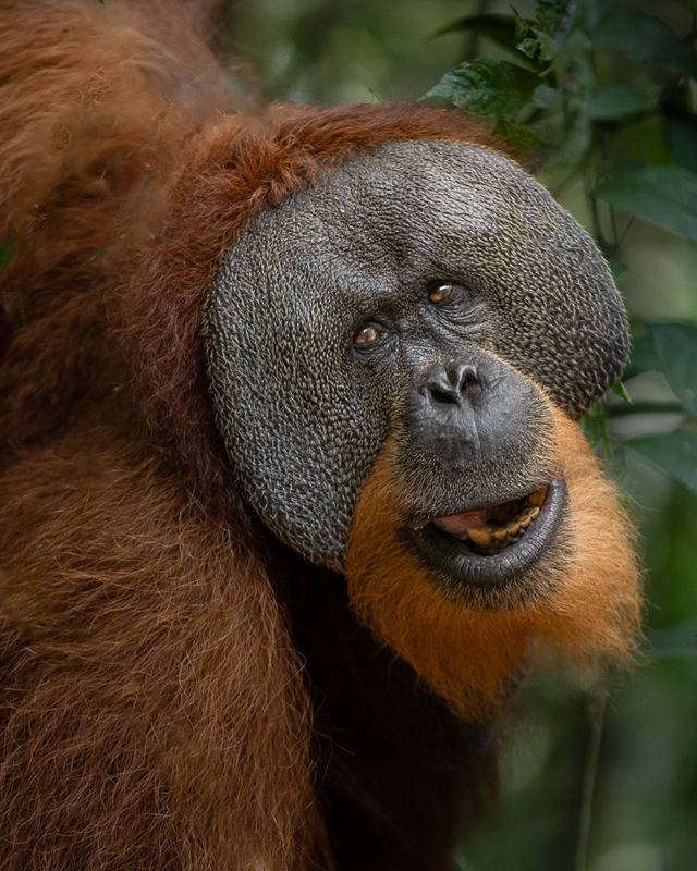 Foto Sumatra COD SUM004
