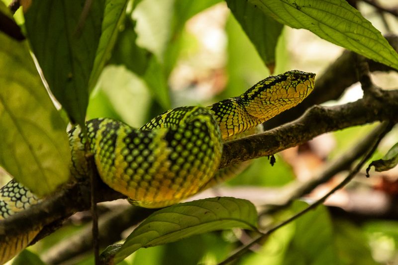 Foto Sumatra COD SUM013
