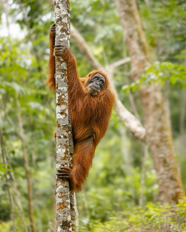 Foto Sumatra COD SUM015