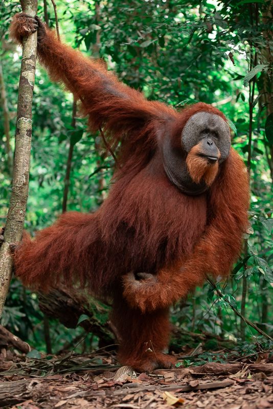 Foto Sumatra COD SUM019