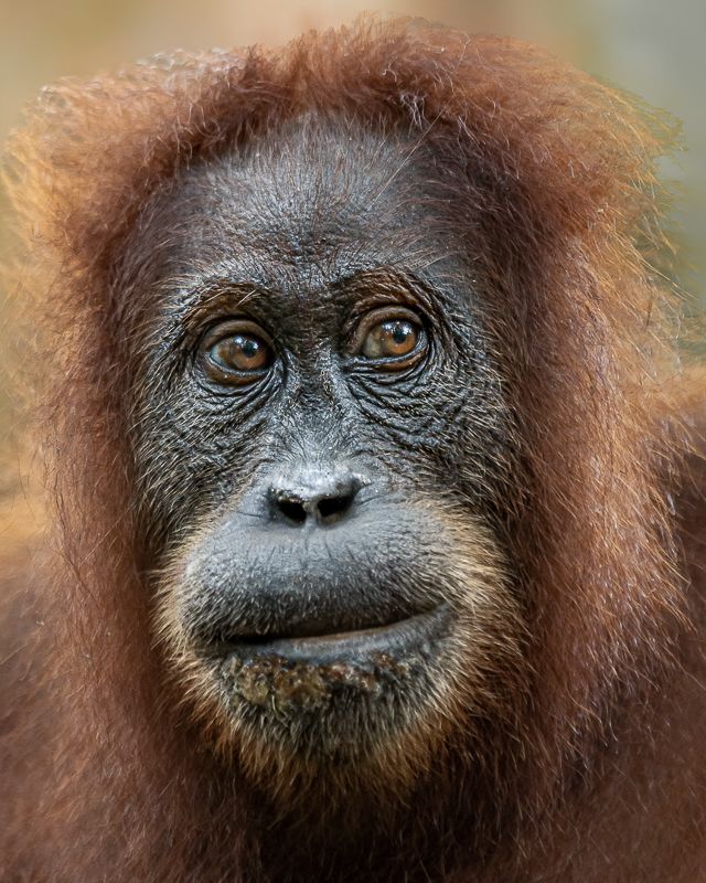 Foto Sumatra COD SUM021
