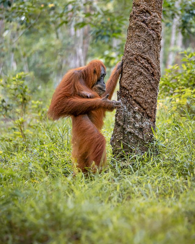 Foto Sumatra COD SUM026