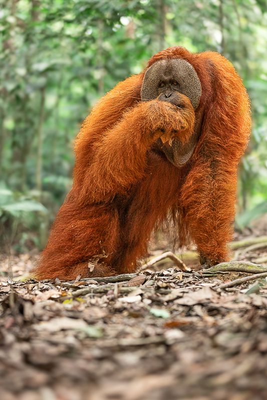 Foto Sumatra COD SUM029