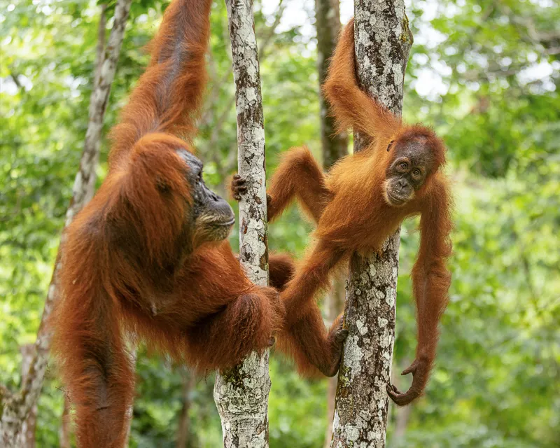 Foto sumatra COD SUM037