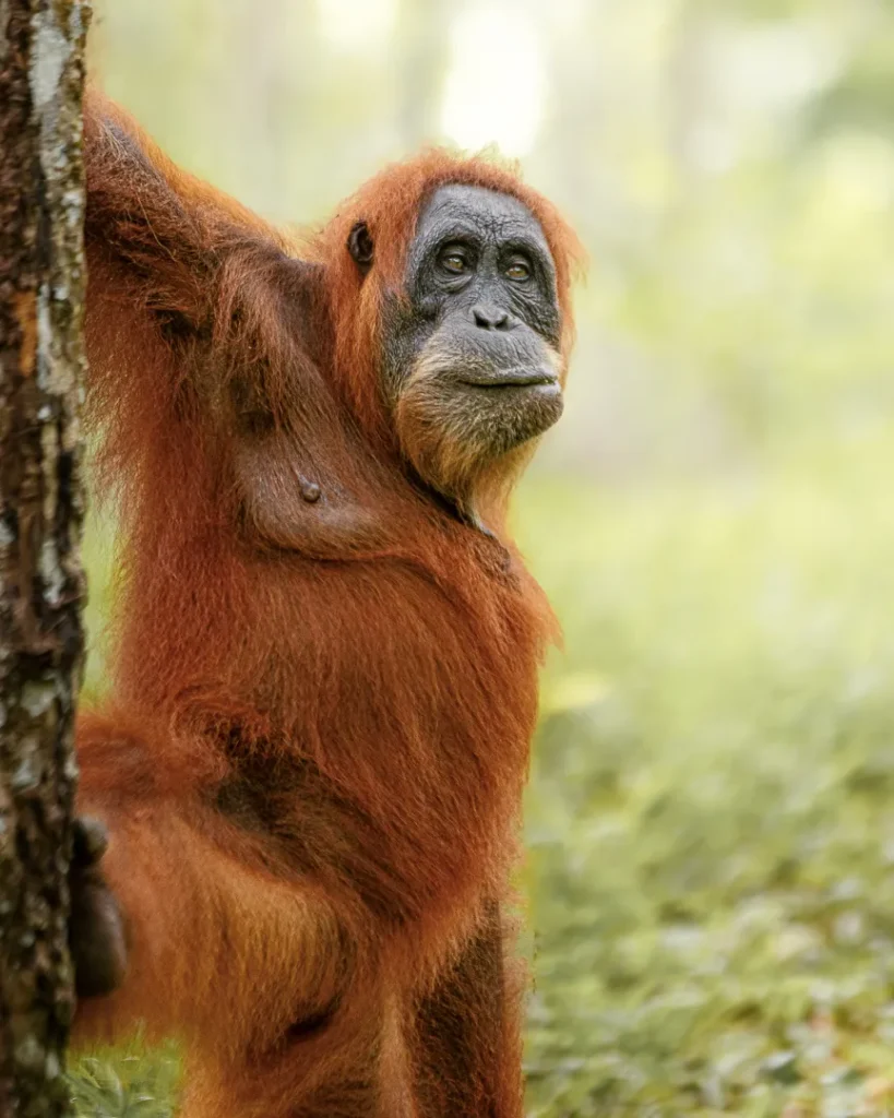 Foto sumatra COD SUM043