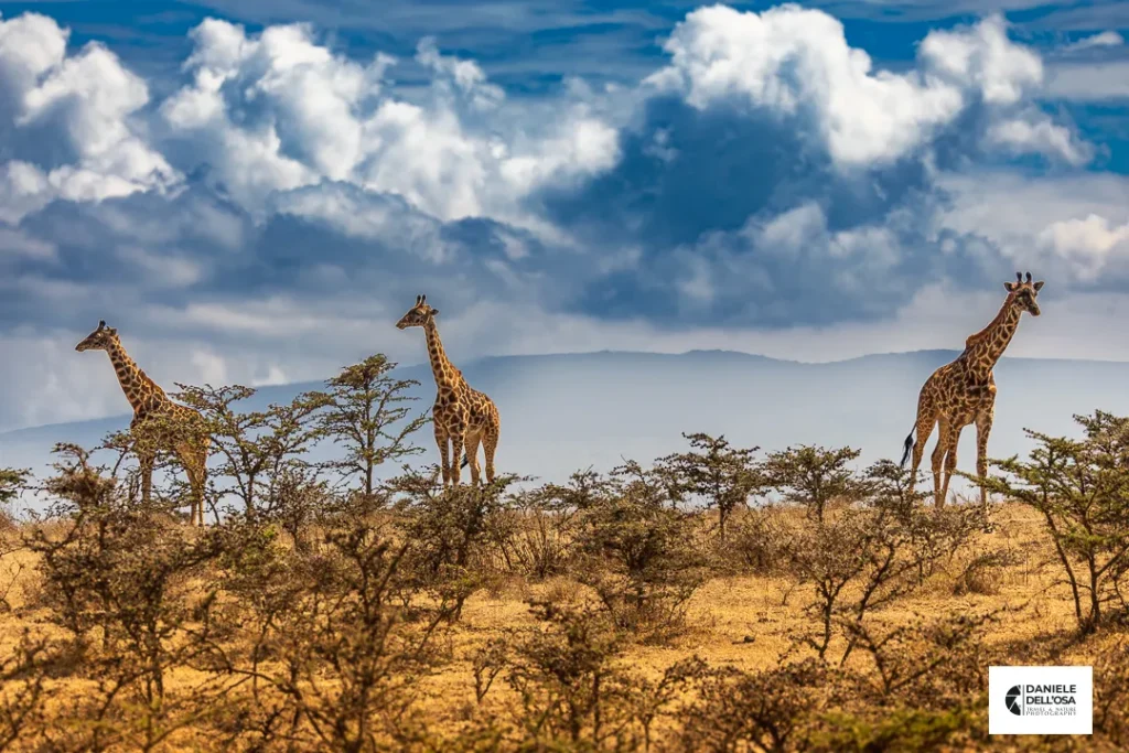 Foto tanzania cod tzn006