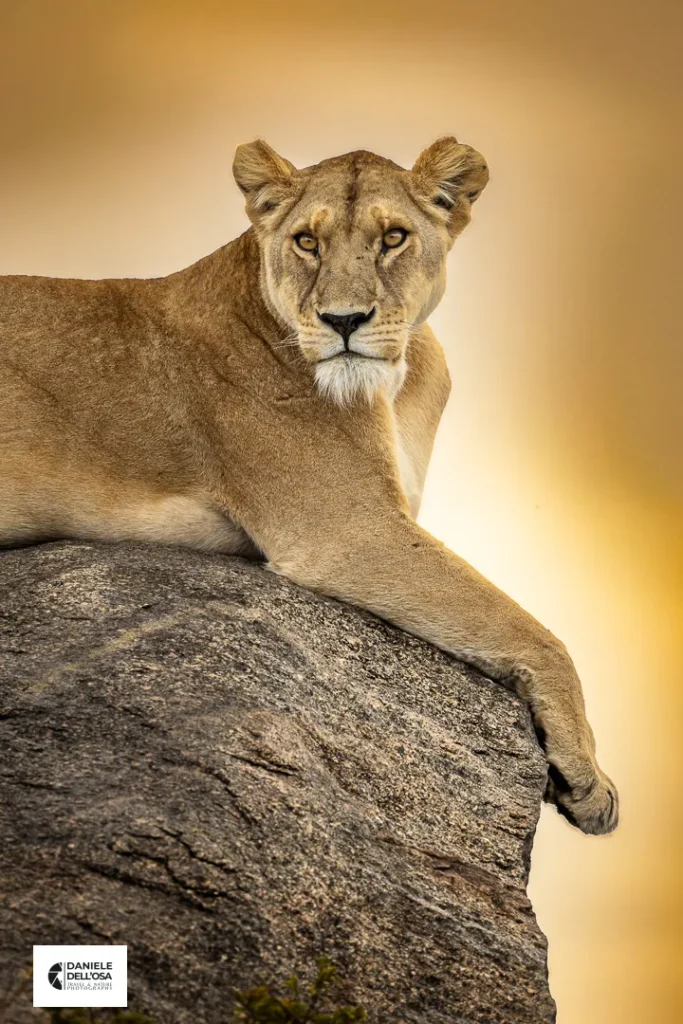Foto tanzania cod tzn010