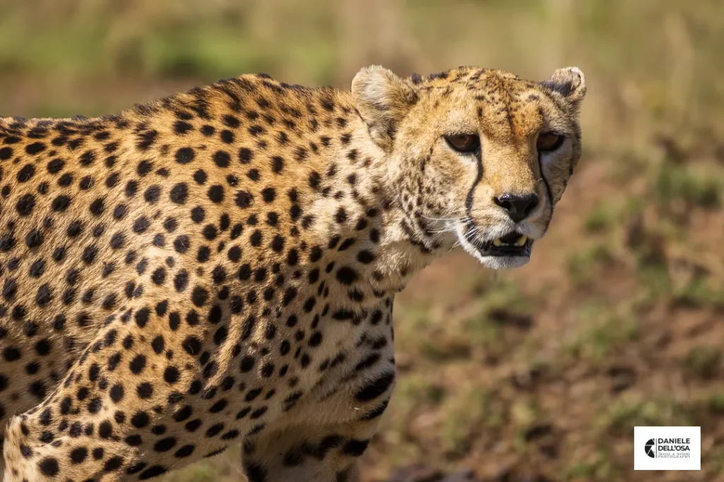 Foto tanzania cod tzn013