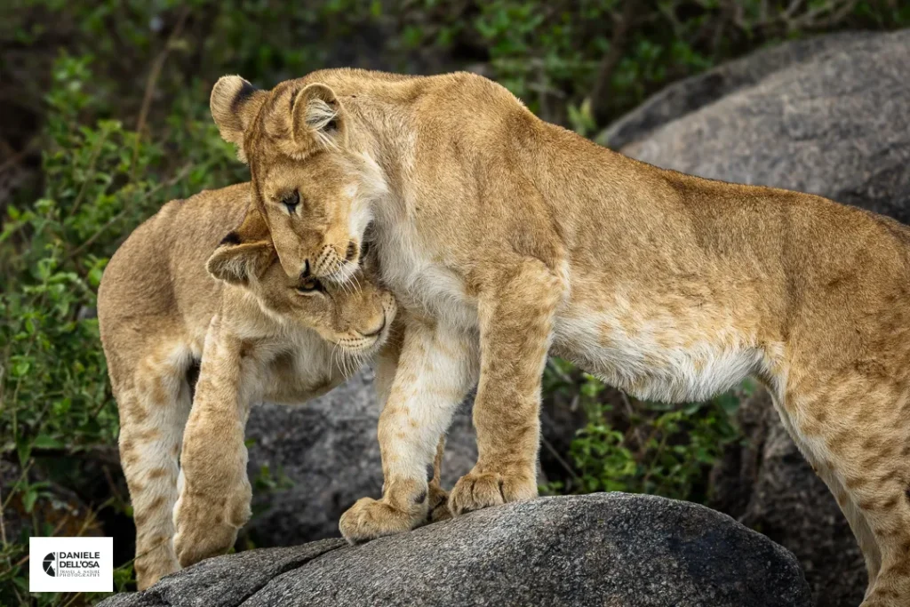 Foto tanzania cod tzn021
