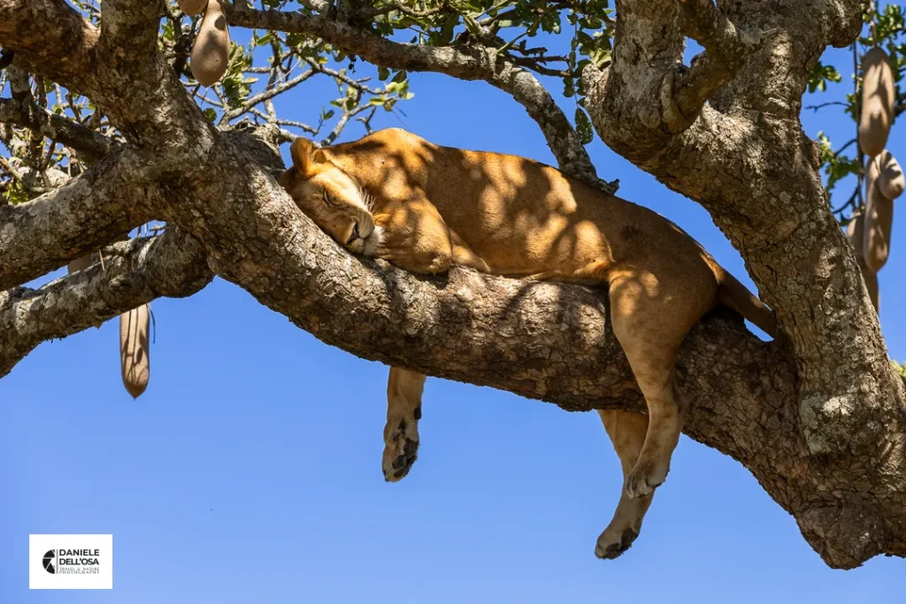 Foto tanzania cod tzn030
