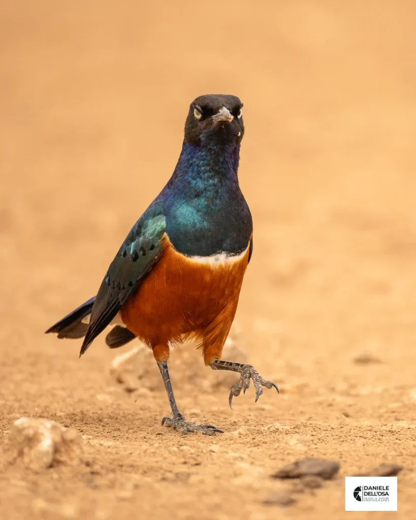 Foto tanzania cod tzn031