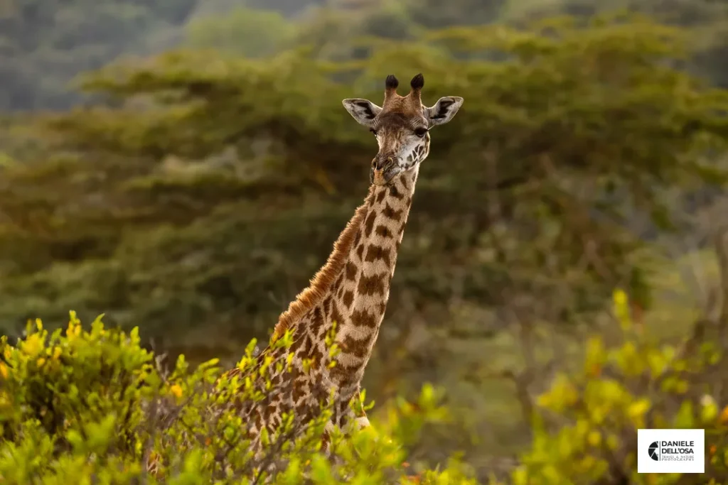 Foto tanzania cod tzn040