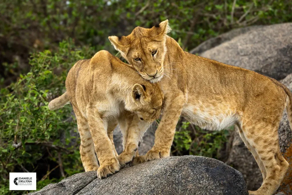Foto tanzania cod tzn047