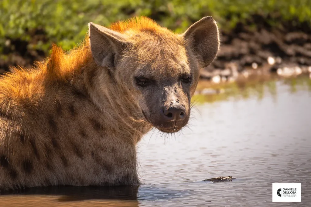 Foto tanzania cod tzn060