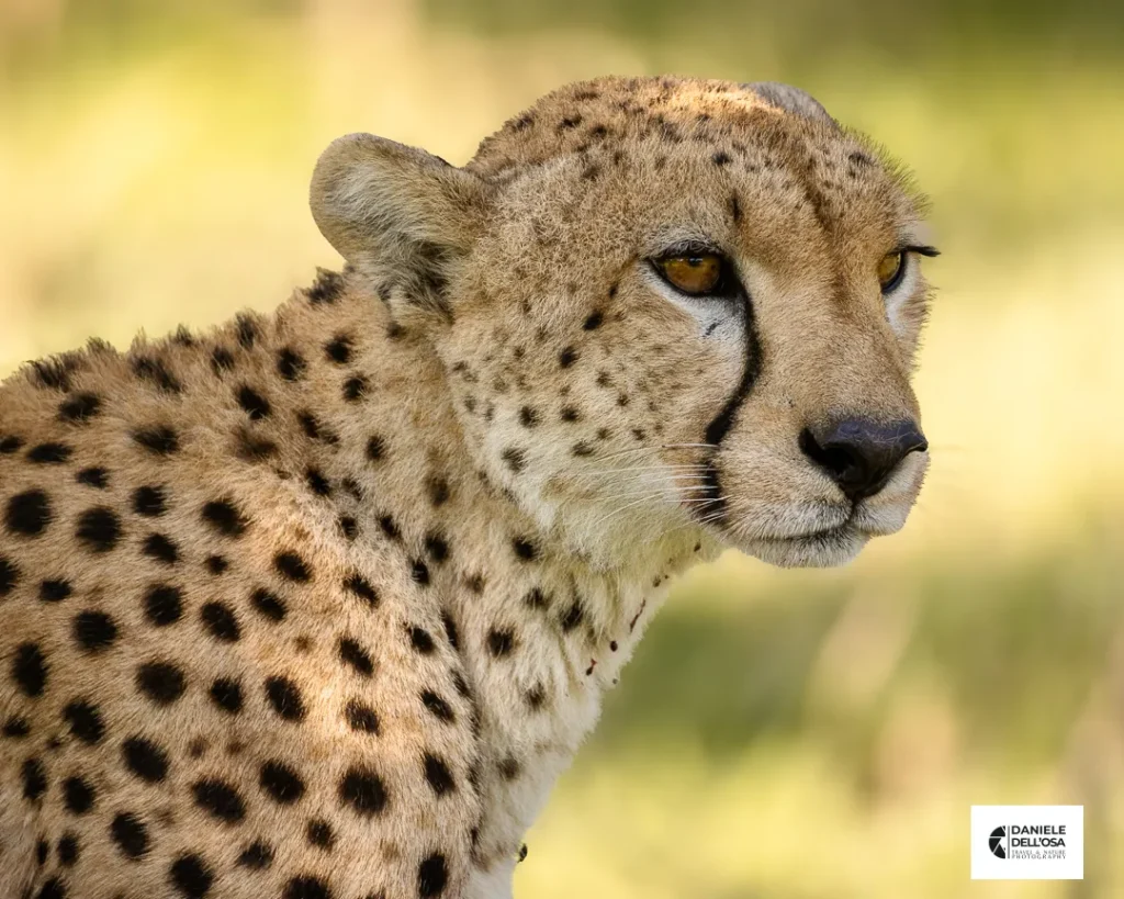 Foto tanzania cod tzn062