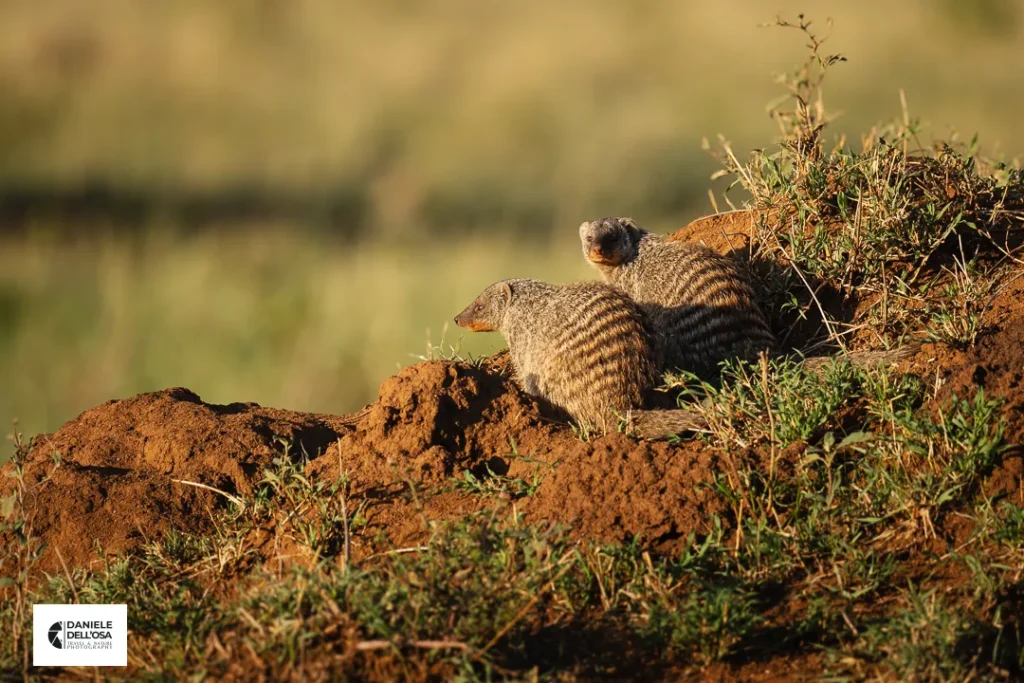Foto tanzania cod tzn063