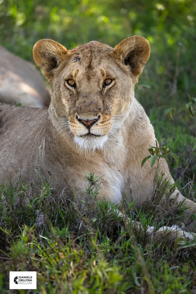 Foto tanzania cod tzn072