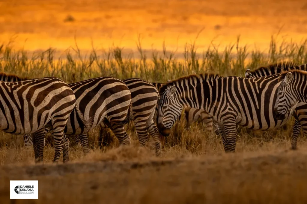 Foto tanzania cod tzn082