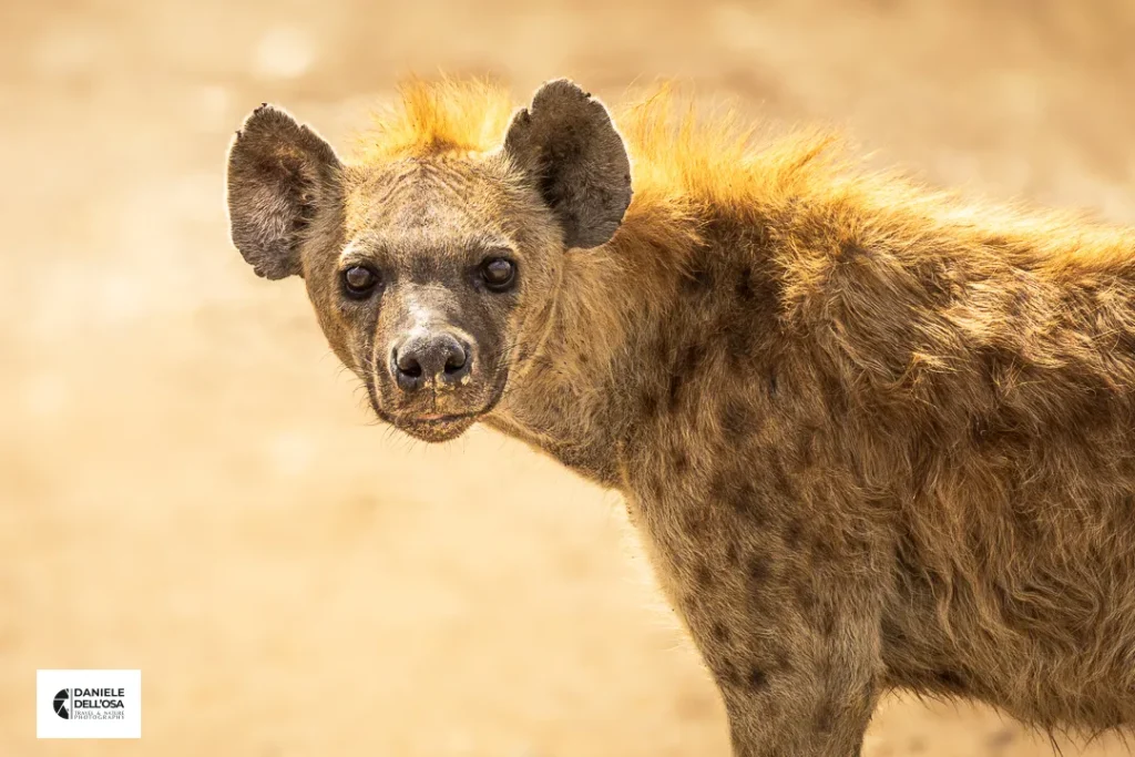 Foto Tanzania cod tzn131