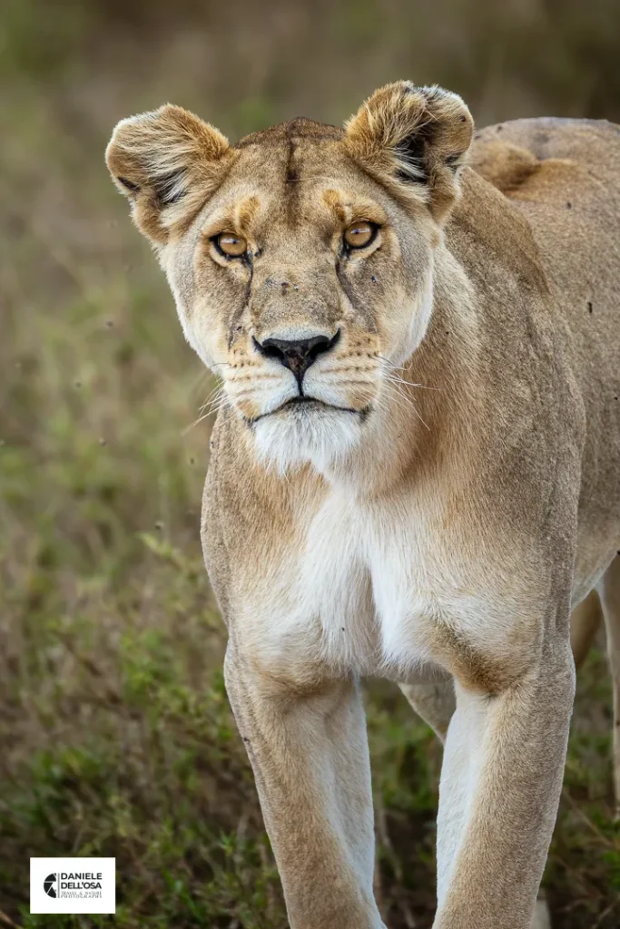 Foto Tanzania cod tzn132