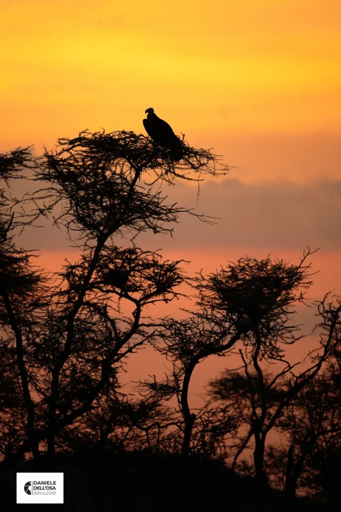 Foto Tanzania cod tzn133