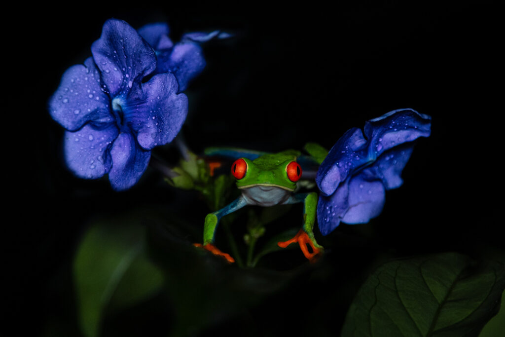 Frog and flowers 1