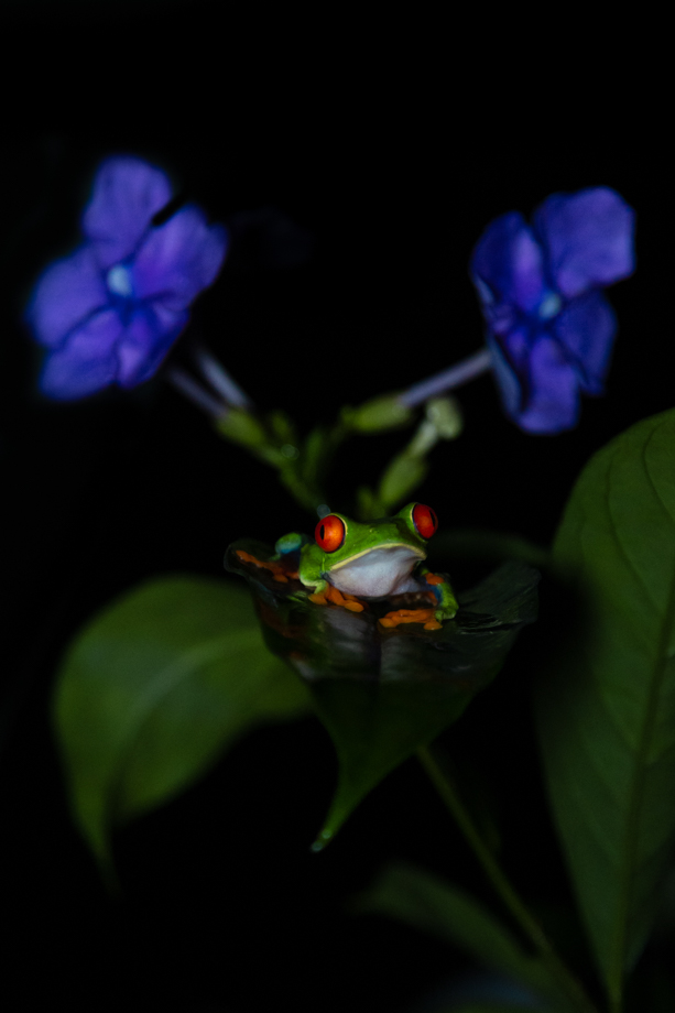 Frog and flowers 2