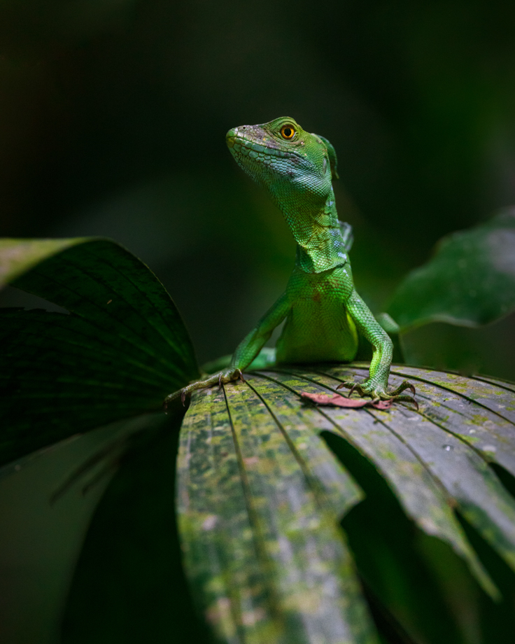 Green basilisk on the leaf