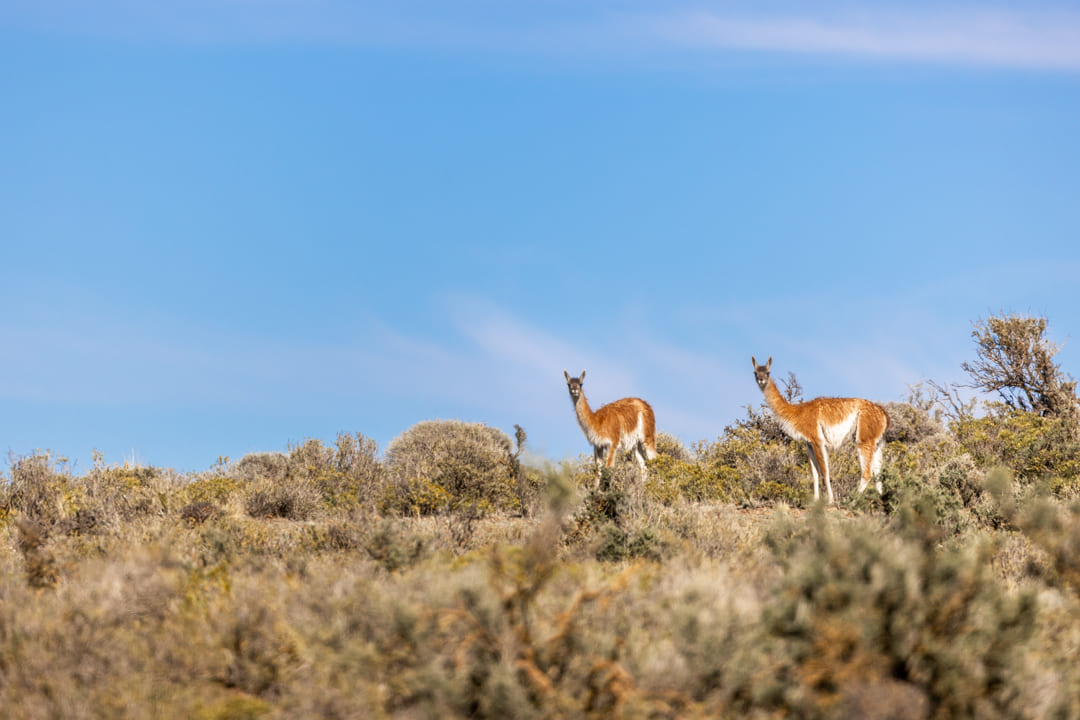 Guanaco