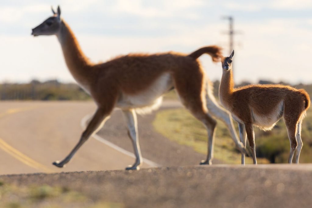 Guanaco