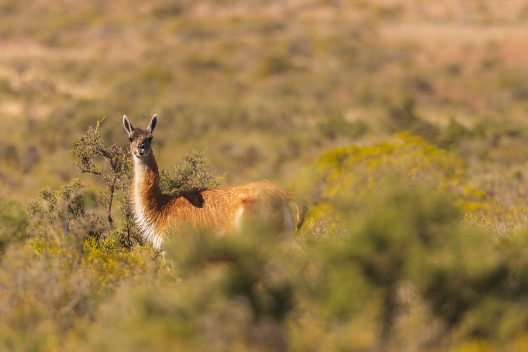 Guanaco