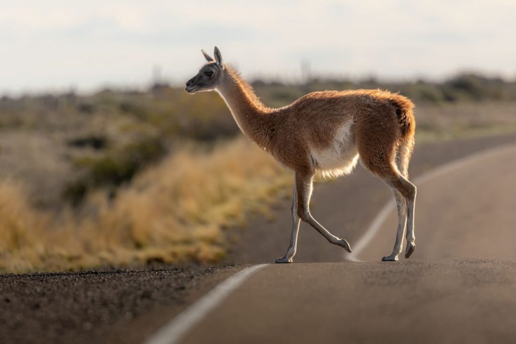 Guanaco